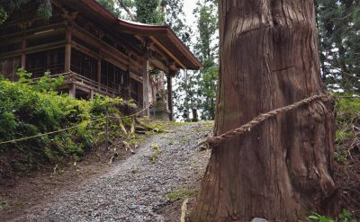 真清田神社の杉