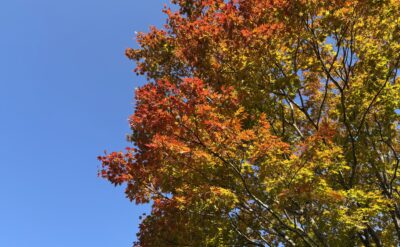 R6創遊村の紅葉