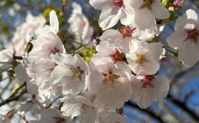 さくら接写